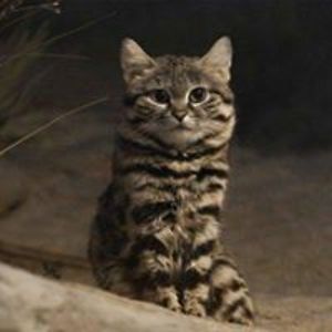 thedalliejama avatar