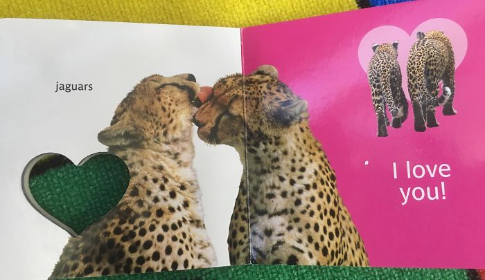 Today I Learned Any Cat With Spots Is A Jaguar