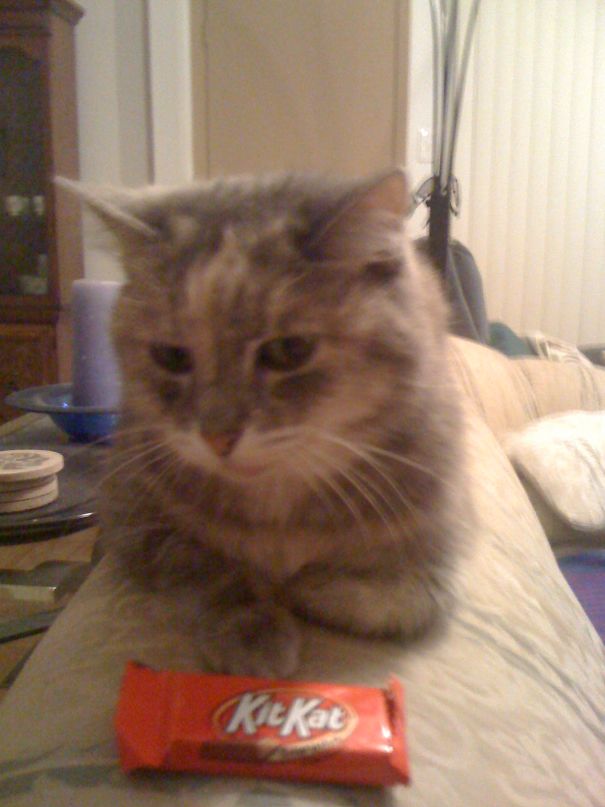 Wheels Brought Me A Kit Kat Bar. How Ironic !