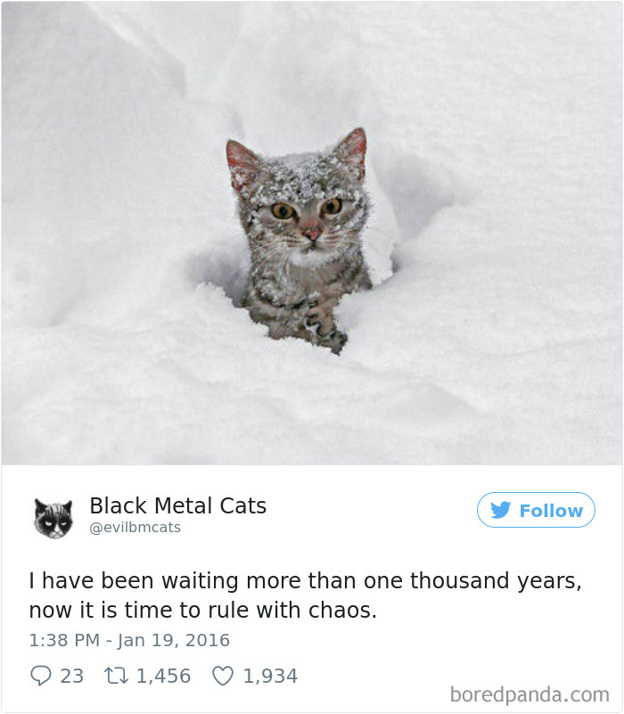 Black-metal-cats-lyrics-tweets