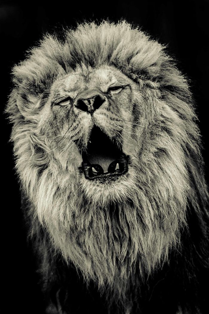 I Photograph Big Cats Roaring