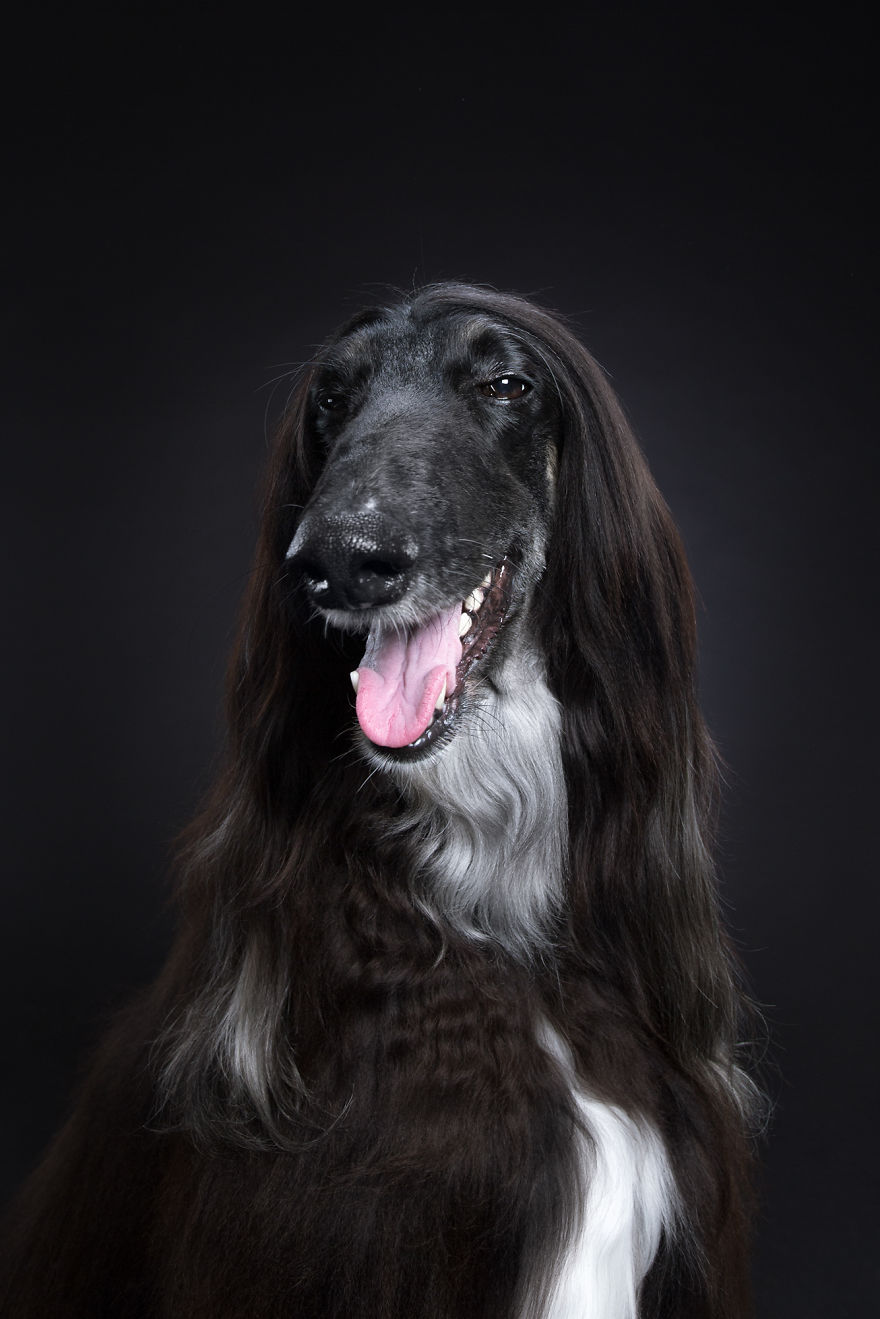 Family Photographers Duo Reveals Human-like Dog Personalities Through The Series Of Funny Portraits