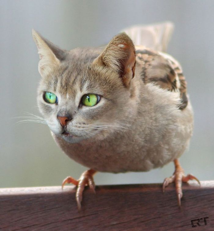 The Internet Has Transformed Felines And Birds Into Hybrid Animals