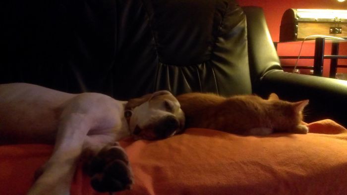 Athos The Dog And Vik The Cat. Best Friends