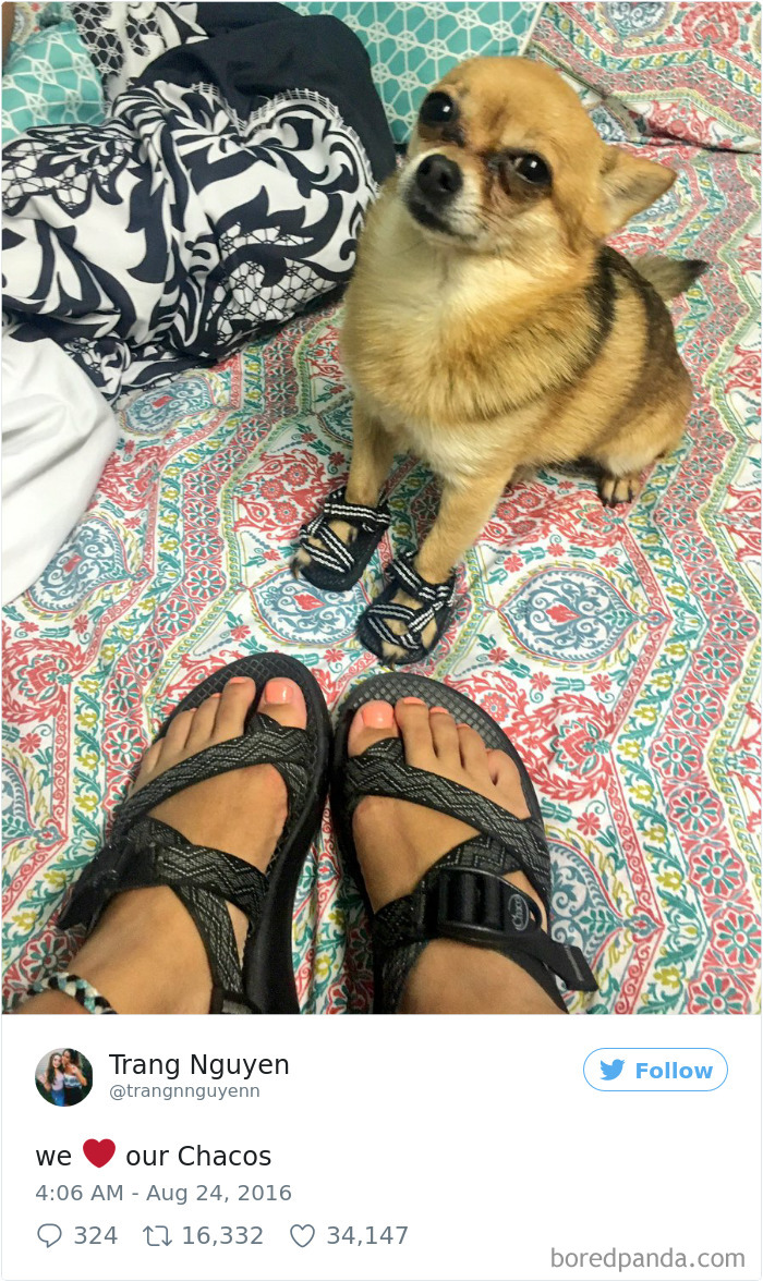 Spoiled-dogs-that-live-better-than-you