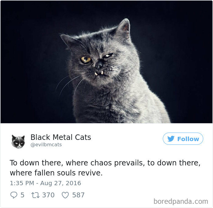 Black-metal-cats-lyrics-tweets