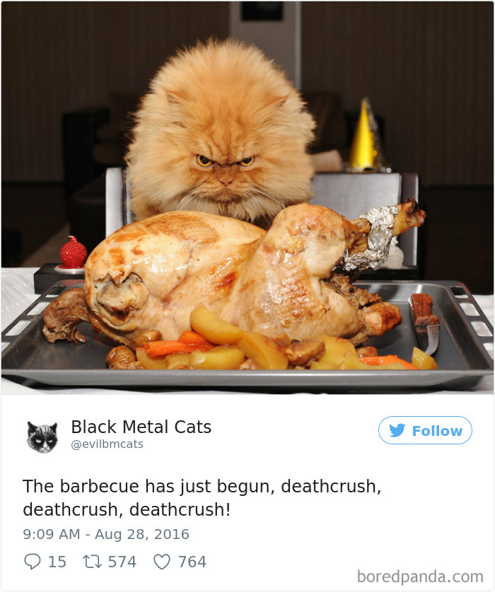 Black-metal-cats-lyrics-tweets