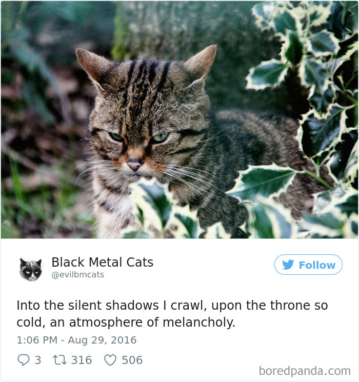 Black-metal-cats-lyrics-tweets