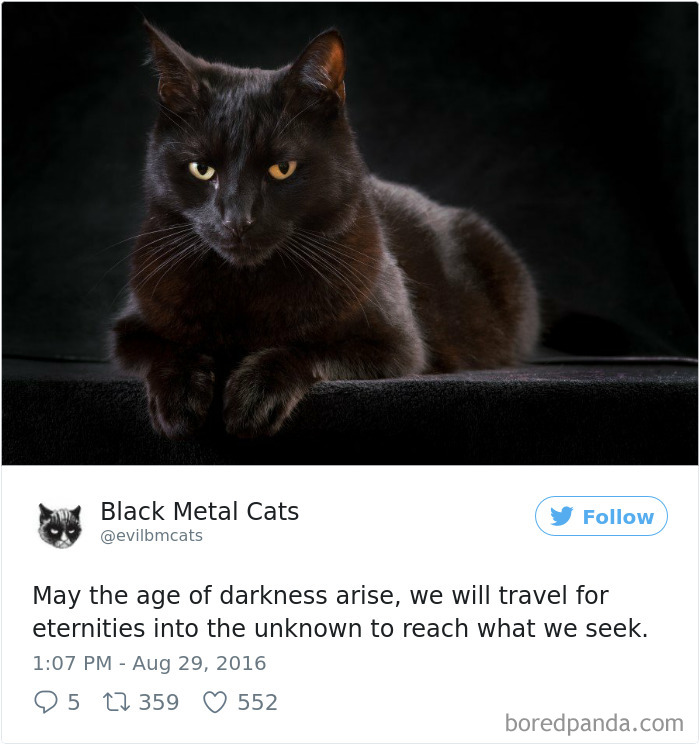 Black-metal-cats-lyrics-tweets