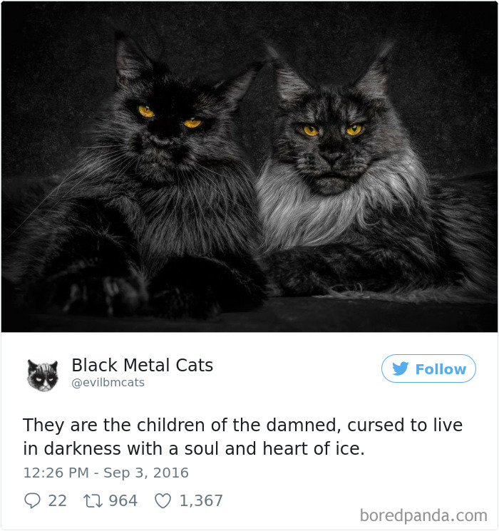 Black-metal-cats-lyrics-tweets