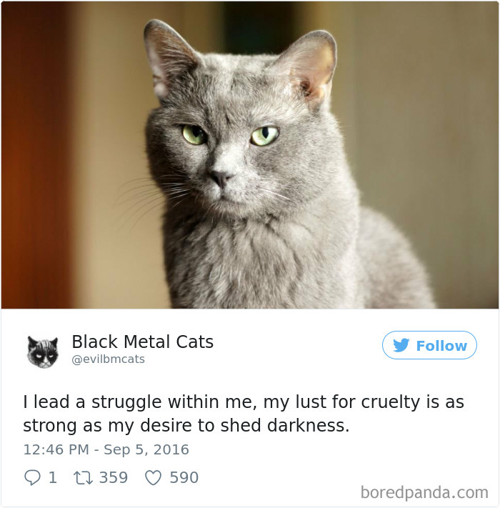 Black-metal-cats-lyrics-tweets