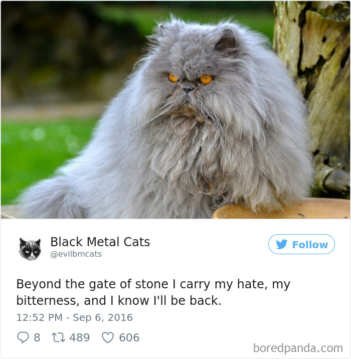 Black-metal-cats-lyrics-tweets