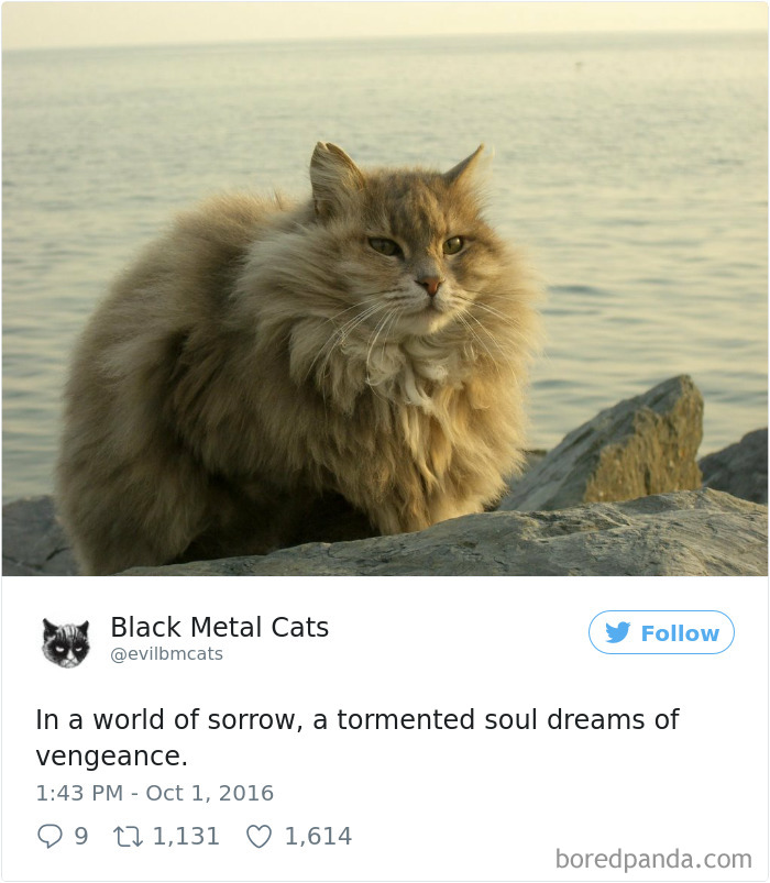 Black-metal-cats-lyrics-tweets