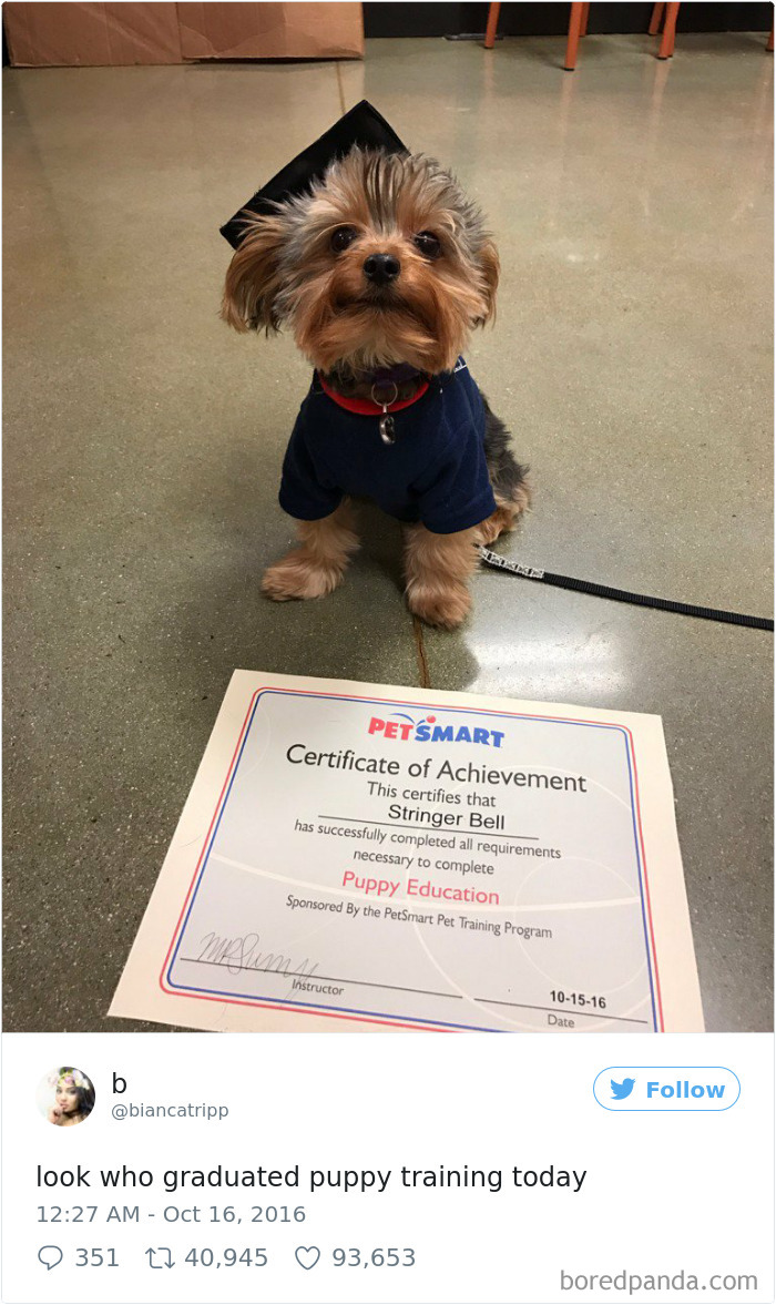 Spoiled-dogs-that-live-better-than-you