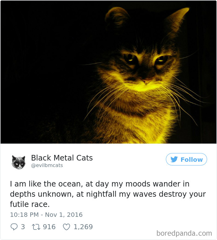 Black-metal-cats-lyrics-tweets