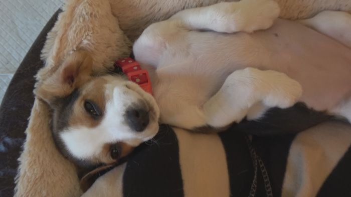 Waking Up Beagle Puppy For A Walk