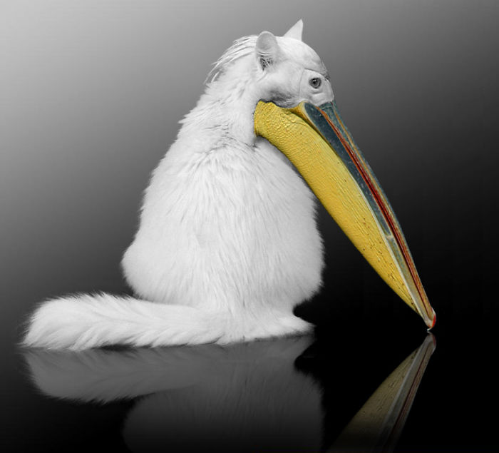 The Internet Has Transformed Felines And Birds Into Hybrid Animals