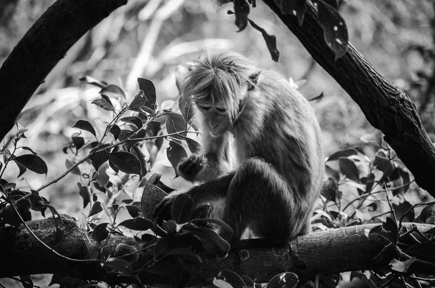 I Took This Series Of Makaka Portraits During My Trip In Sri Lanka