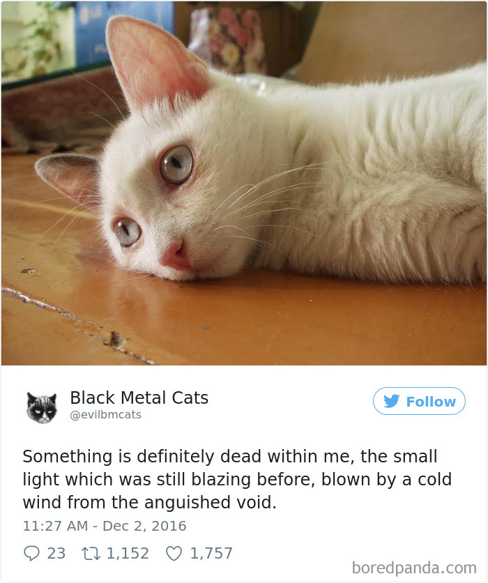 Black-metal-cats-lyrics-tweets