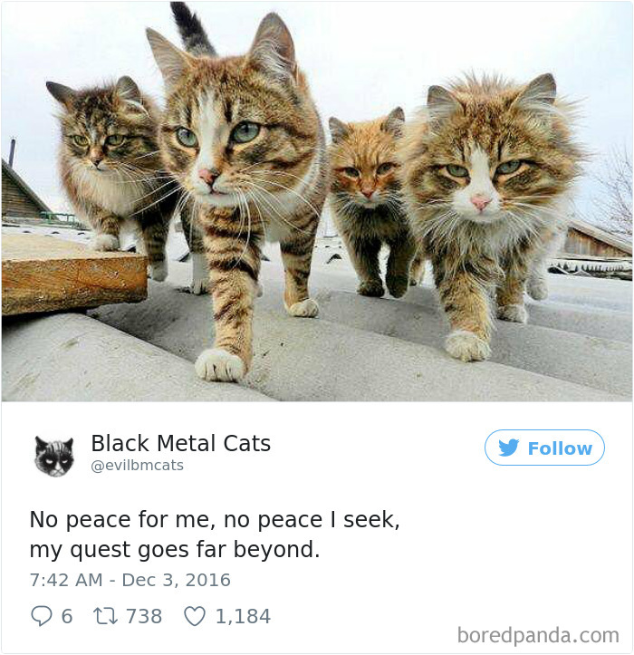 Black-metal-cats-lyrics-tweets