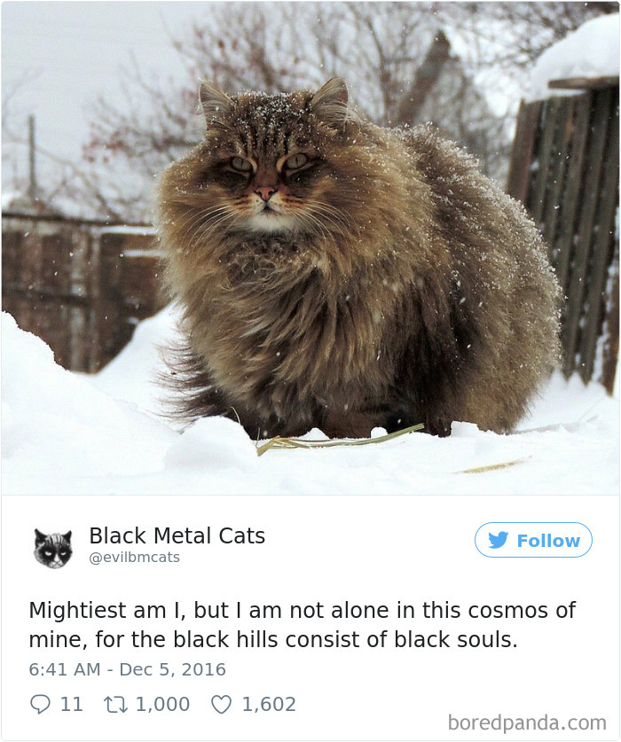 Black-metal-cats-lyrics-tweets