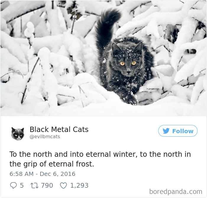 Black-metal-cats-lyrics-tweets