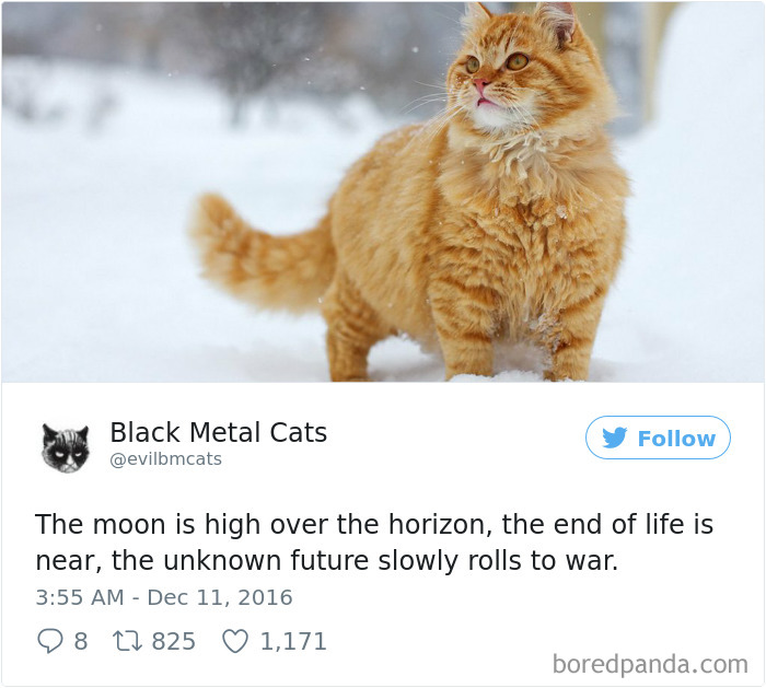 Black-metal-cats-lyrics-tweets