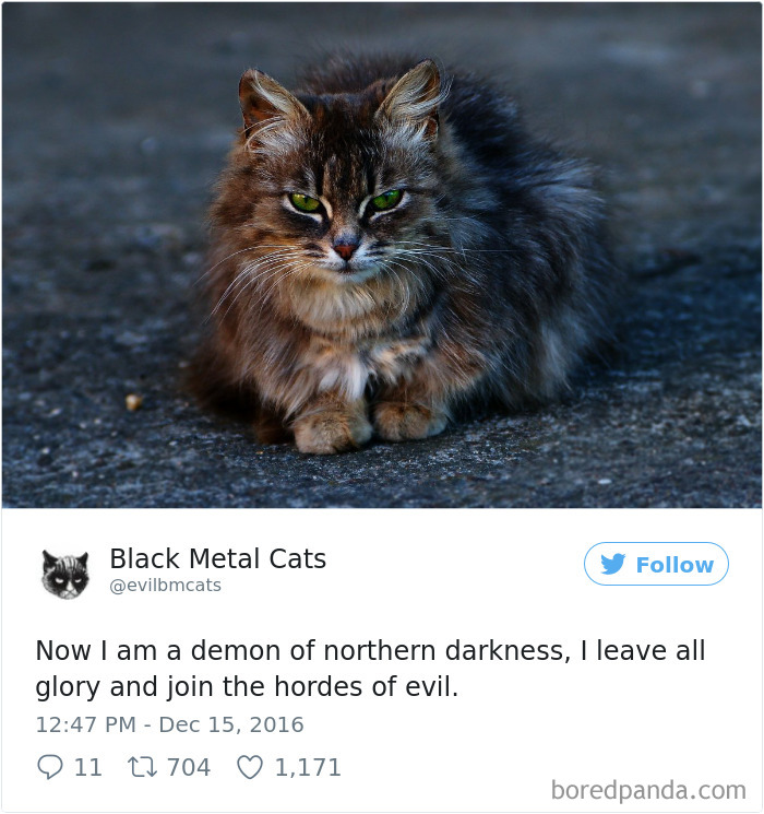 Black-metal-cats-lyrics-tweets