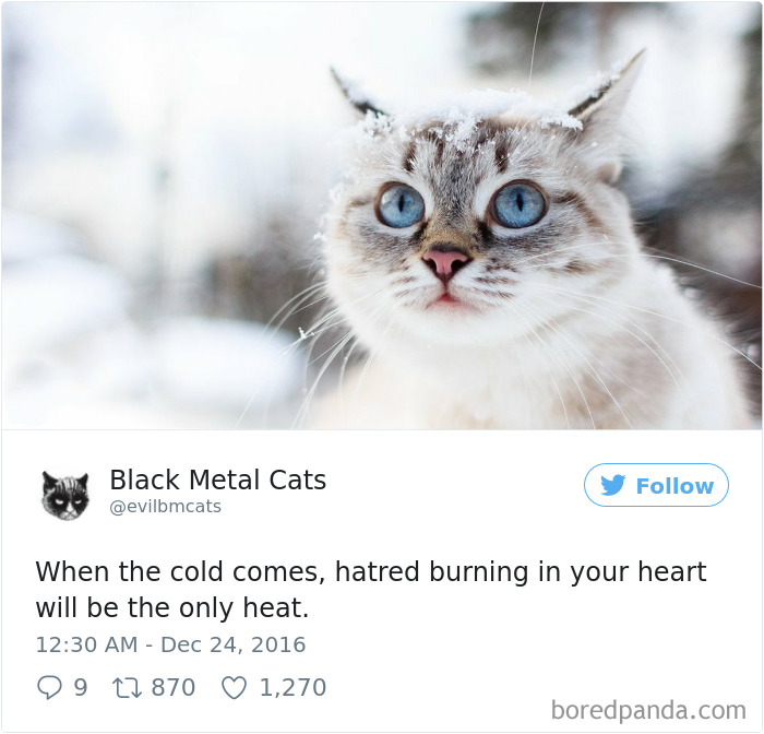 Black-metal-cats-lyrics-tweets