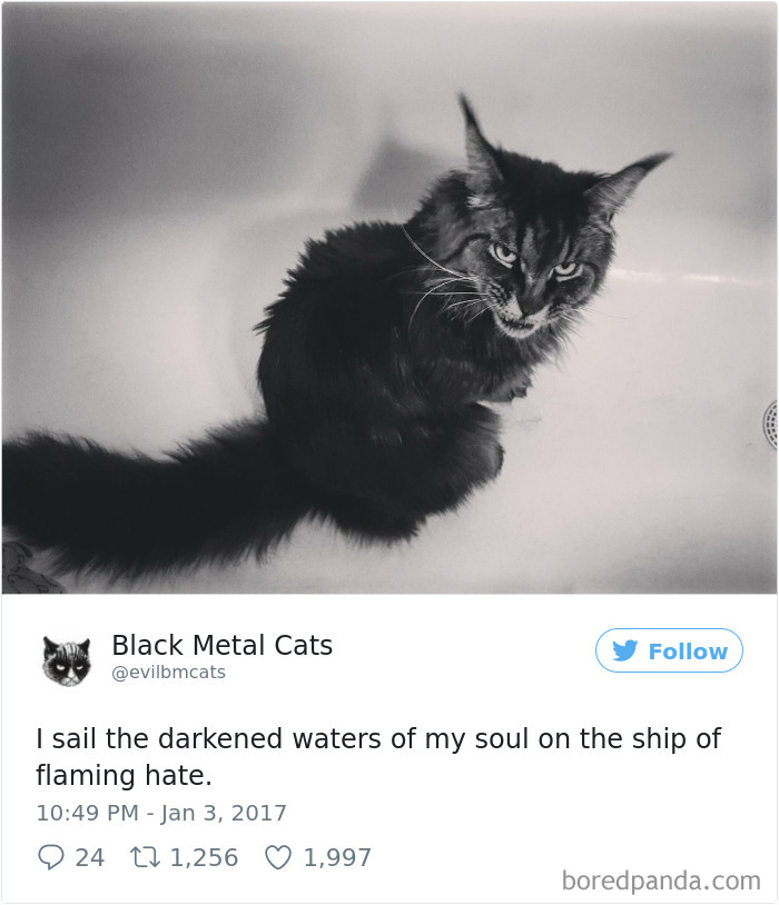 Black-metal-cats-lyrics-tweets
