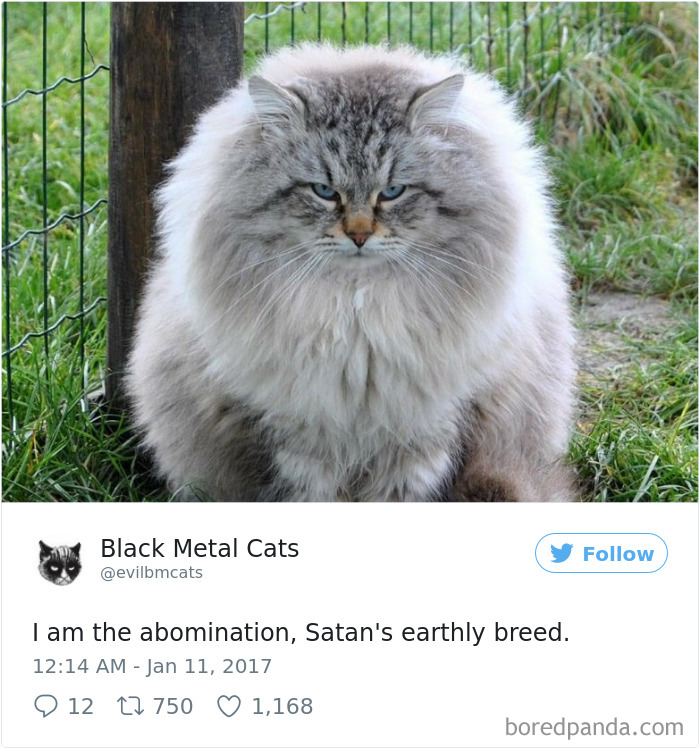 Black-metal-cats-lyrics-tweets