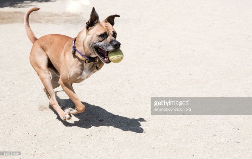 Getty Images & Amanda Foundation Ingeniously Harness The Industry To Rescue Abandoned Pets