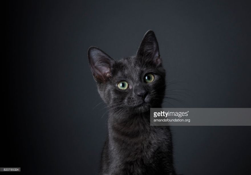 Getty Images & Amanda Foundation Ingeniously Harness The Industry To Rescue Abandoned Pets