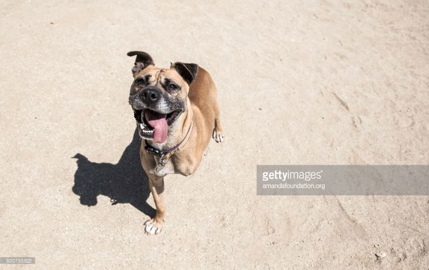 Getty Images & Amanda Foundation Ingeniously Harness The Industry To Rescue Abandoned Pets