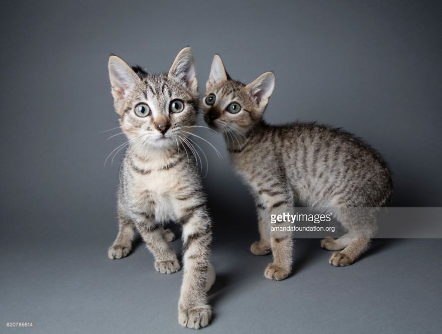 Getty Images & Amanda Foundation Ingeniously Harness The Industry To Rescue Abandoned Pets