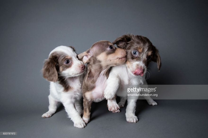 Getty Images & Amanda Foundation Ingeniously Harness The Industry To Rescue Abandoned Pets