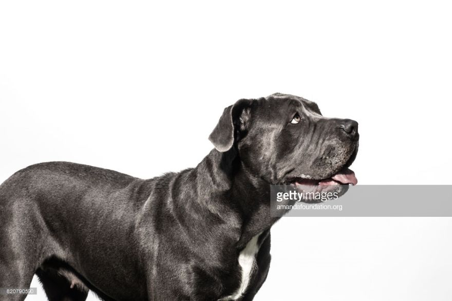 Getty Images & Amanda Foundation Ingeniously Harness The Industry To Rescue Abandoned Pets