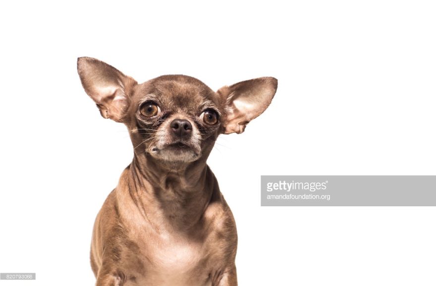 Getty Images & Amanda Foundation Ingeniously Harness The Industry To Rescue Abandoned Pets