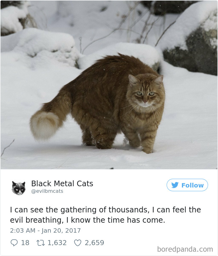 Black-metal-cats-lyrics-tweets
