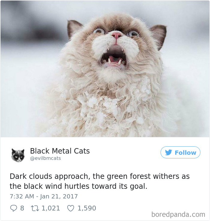 Black-metal-cats-lyrics-tweets