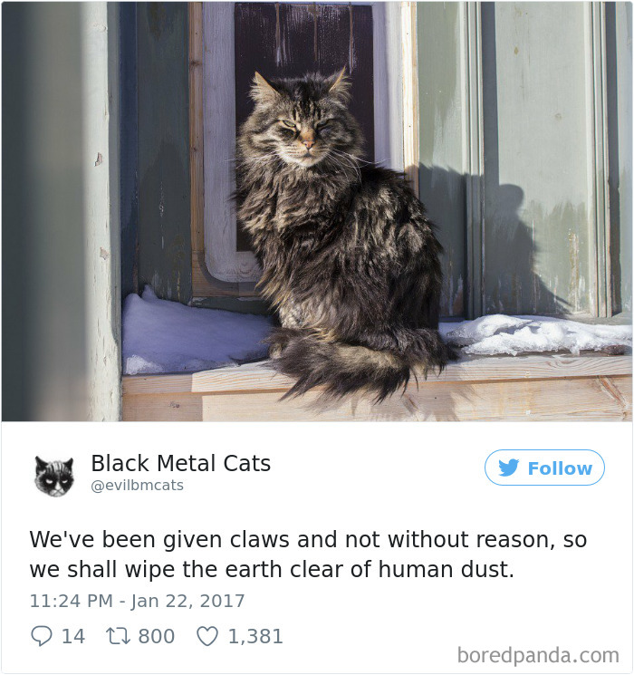 Black-metal-cats-lyrics-tweets
