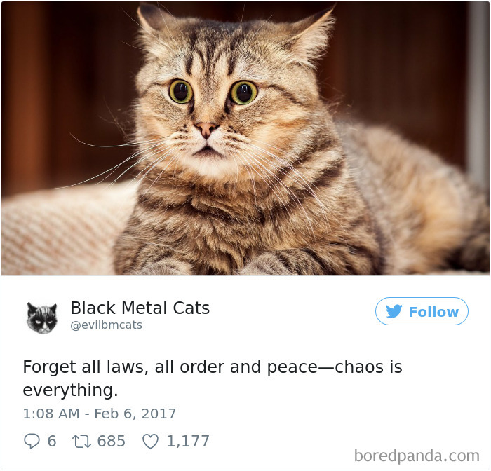 Black-metal-cats-lyrics-tweets