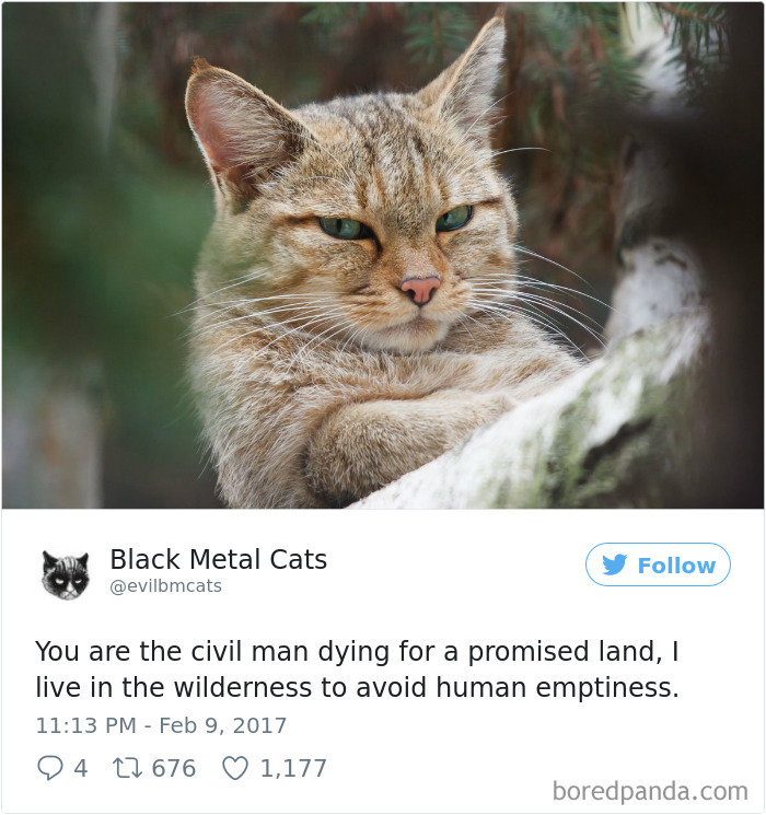 Black-metal-cats-lyrics-tweets