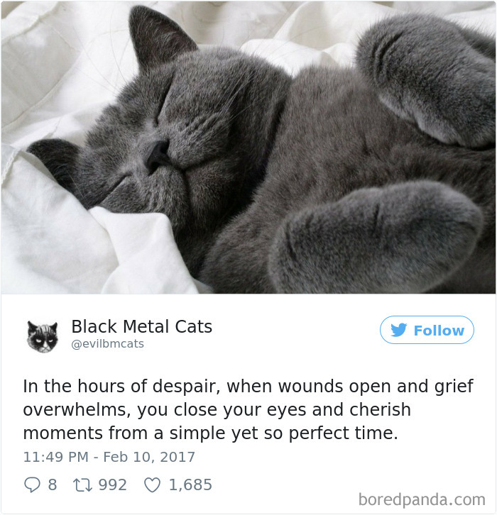 Black-metal-cats-lyrics-tweets