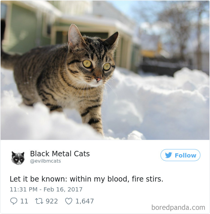 Black-metal-cats-lyrics-tweets