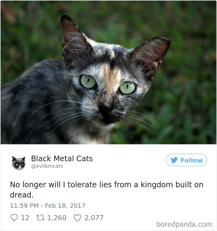 Black-metal-cats-lyrics-tweets