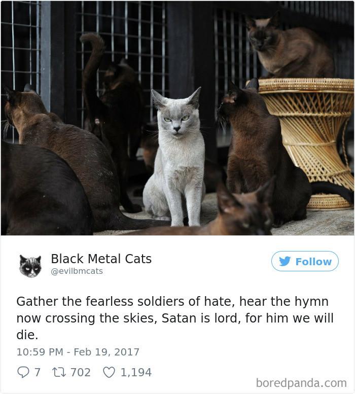 Black-metal-cats-lyrics-tweets