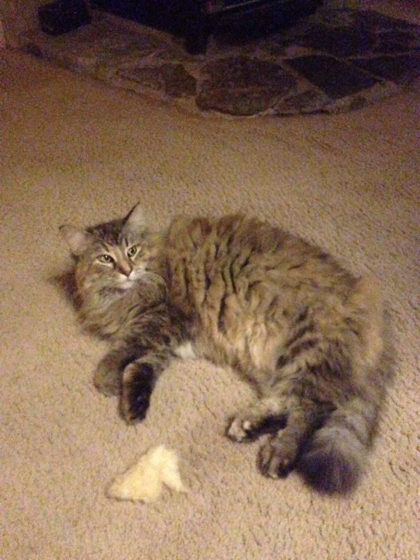 Most Cats Bring Their Owners Little Presents Like Mice. My Cat Brings Me Pieces Of Housing Insulation