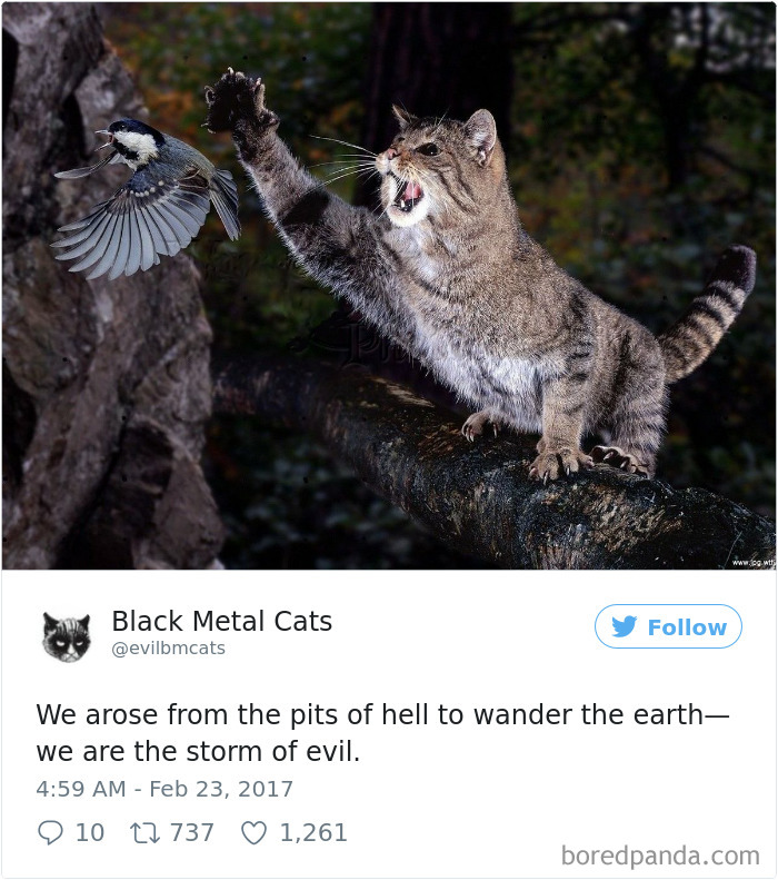Black-metal-cats-lyrics-tweets