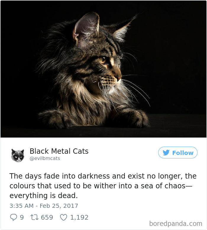 Black-metal-cats-lyrics-tweets